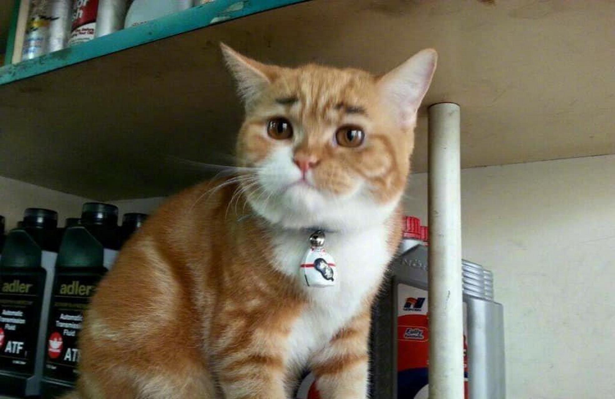 这猫咋的了,愁容满面的