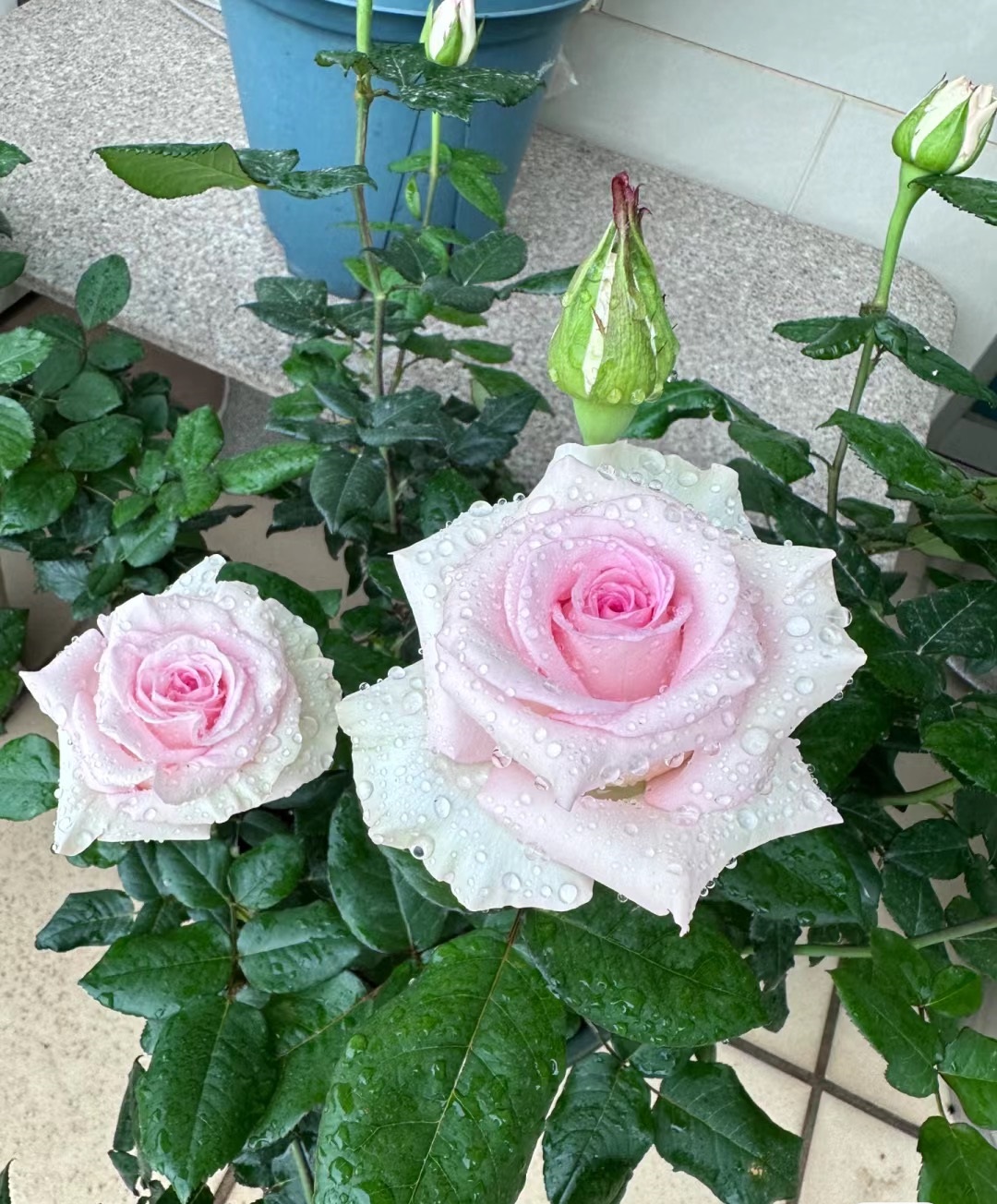 有种月季,叫"洛神",花径12厘米,又美又仙,几乎四季有花