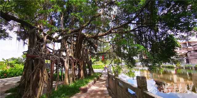 古榕树,河涌,鱼塘,绿地构成番禺这个乡村公园的夏日靓景