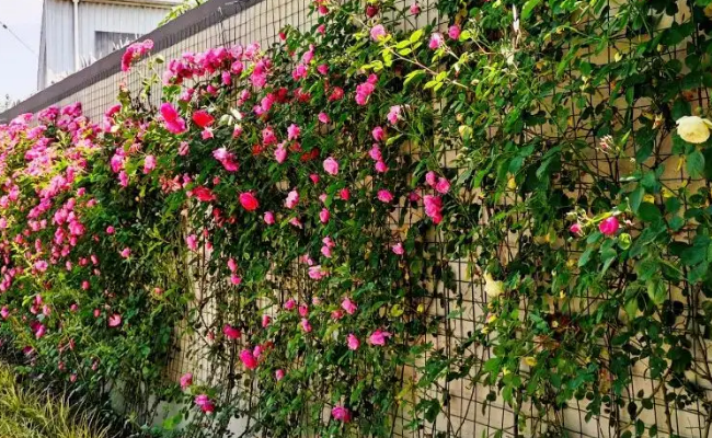 攀爬的植物有哪些