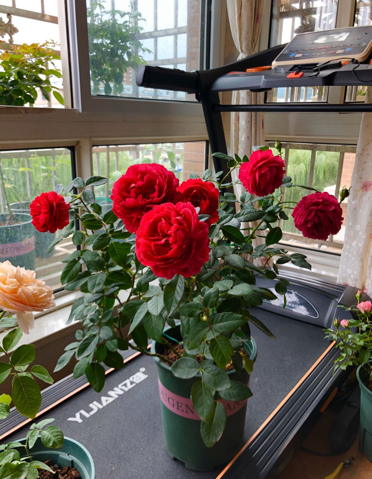 月季花"真彩230"—美若芍药,芳香幽远,丰花勤花,阳台也能养