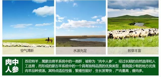 羊肉卖出高价值,内蒙古苏尼特羊增值战略策划