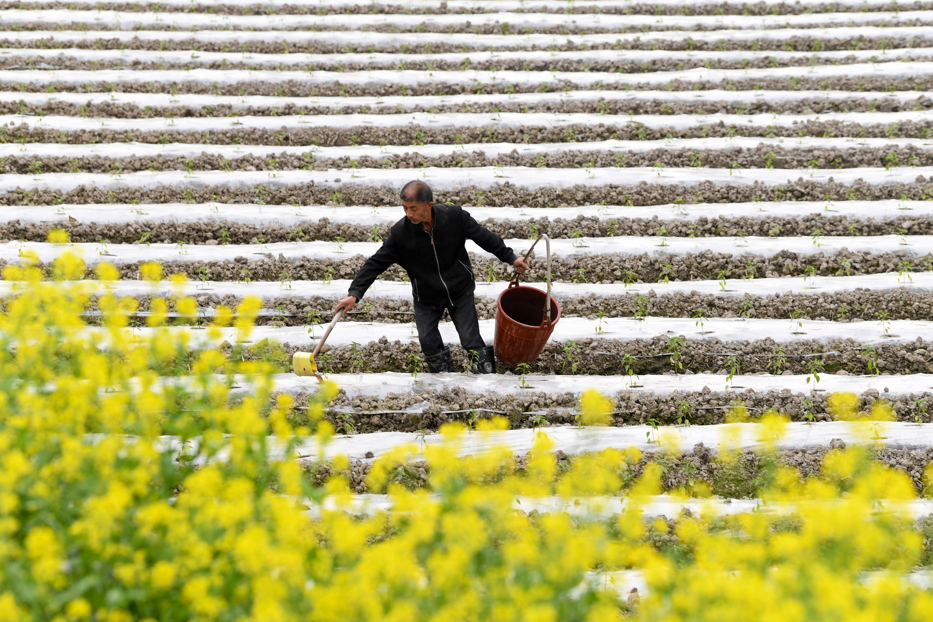 清明时节农事忙