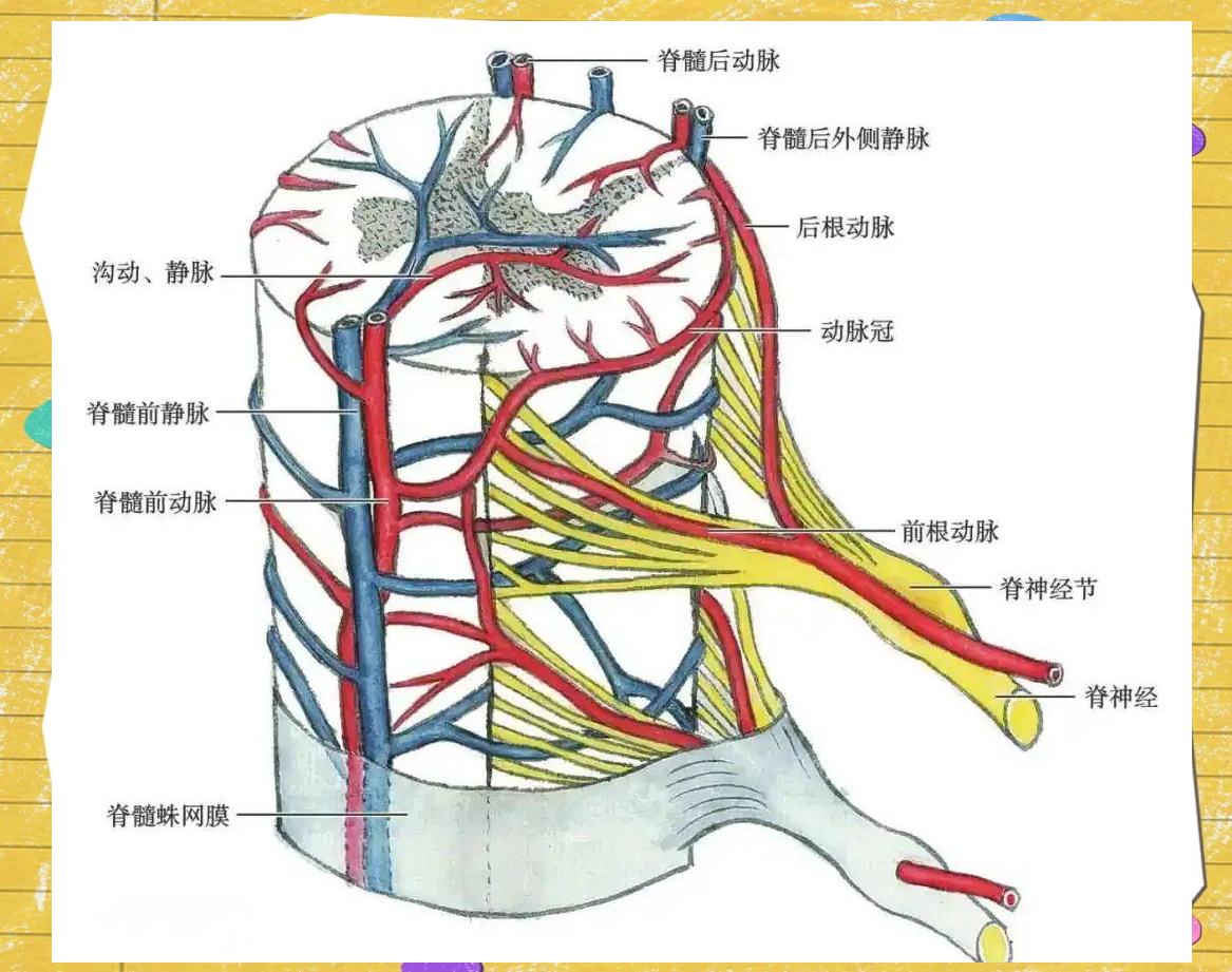 科普:全面了解脊髓与脊髓损伤