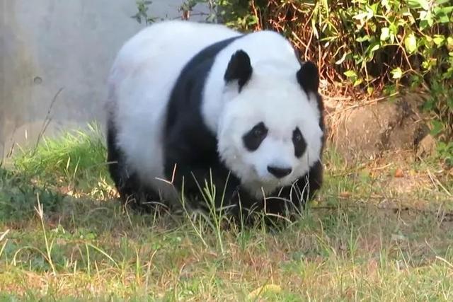 熊猫旦旦纪念图图片