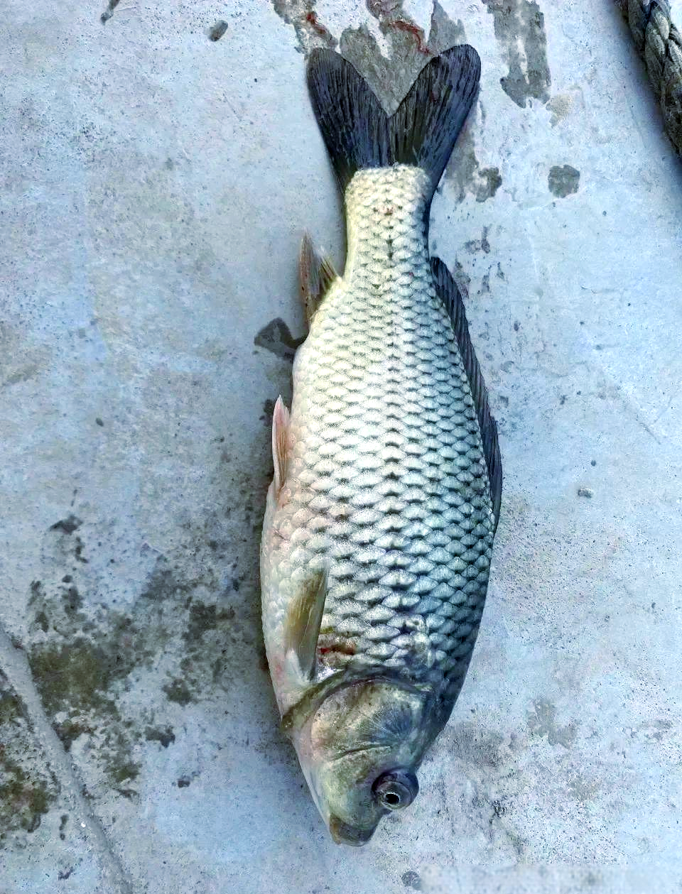 鲤春病毒(鲤鱼春季病毒血症病)的全面防治方法