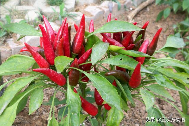 图3.4 簇生椒