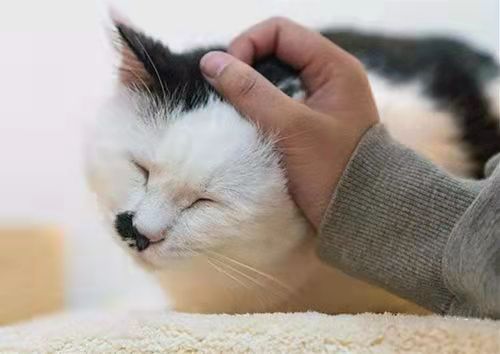 天天摸猫,你的手法对吗?这几招让猫咪天天黏着你