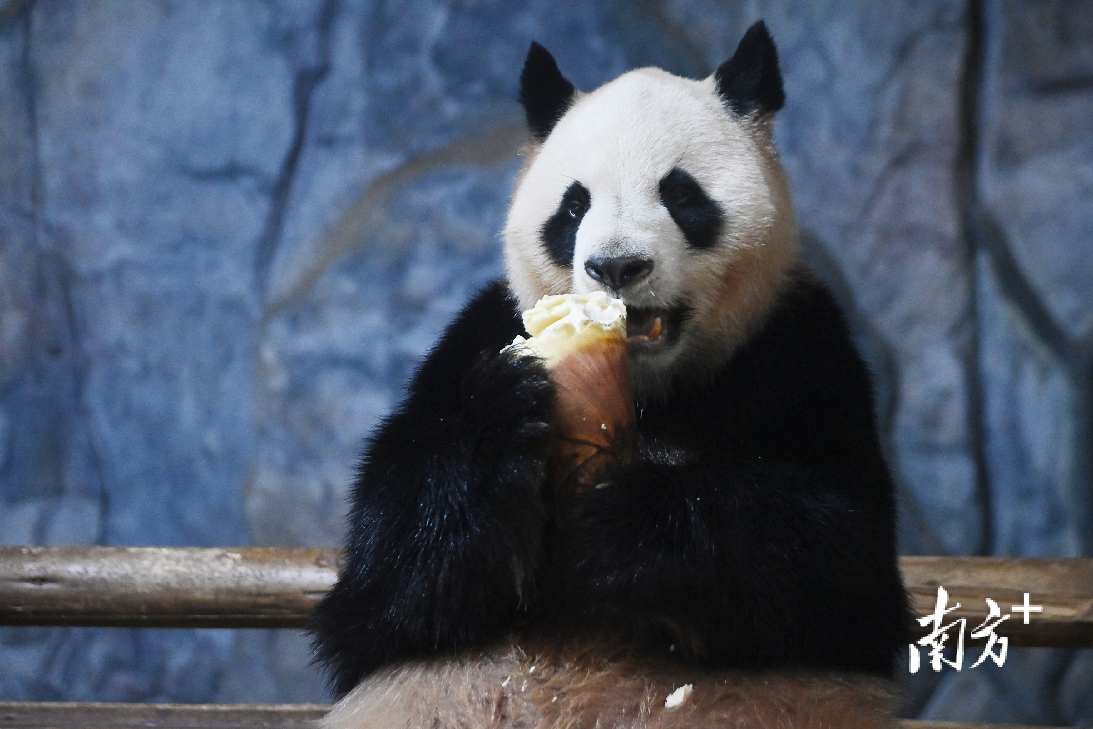 视频|看大熊猫吃"笋笋甜筒",萌到你了吗?