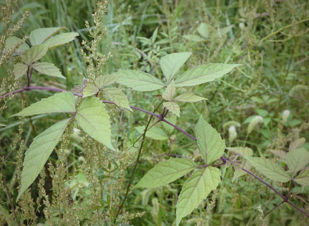 别称:三裂叶蛇葡萄,赤木通特性:味道辛香,性平无毒,其果实酸涩,并不