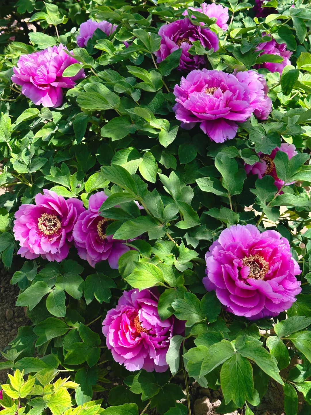 菏泽牡丹到底有多绝?让无数人为之奔赴