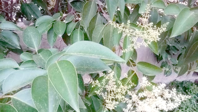 北方常绿阔叶乔木养护全攻略