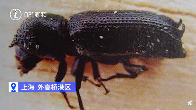上海海关截获1只双钩异翅长蠹,样子吓人!