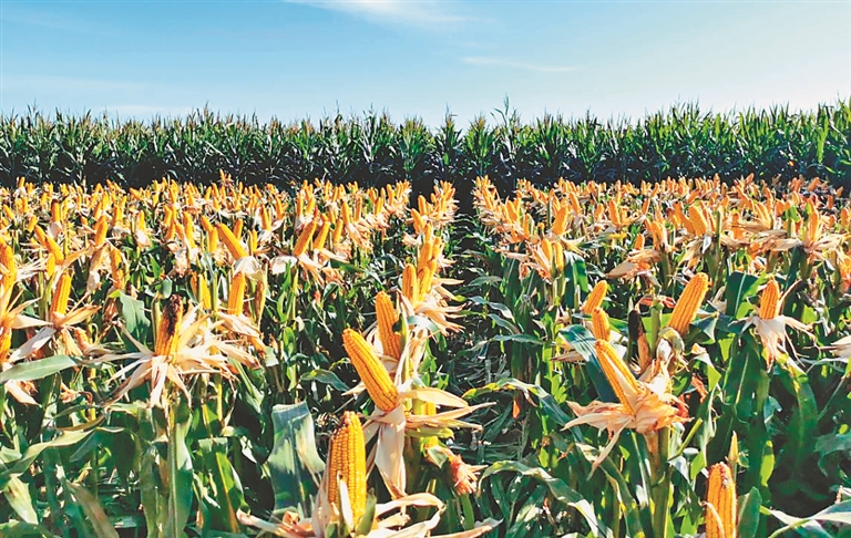 晒丰收丨垦丰种业玉米再创高产纪录