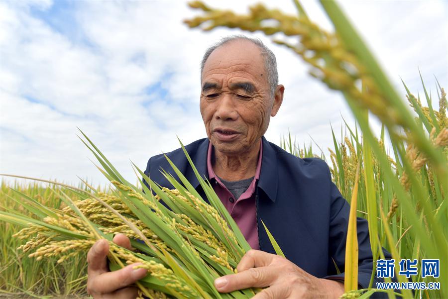 「图片新闻」河南夏邑:陈明显和他的生态种植模式