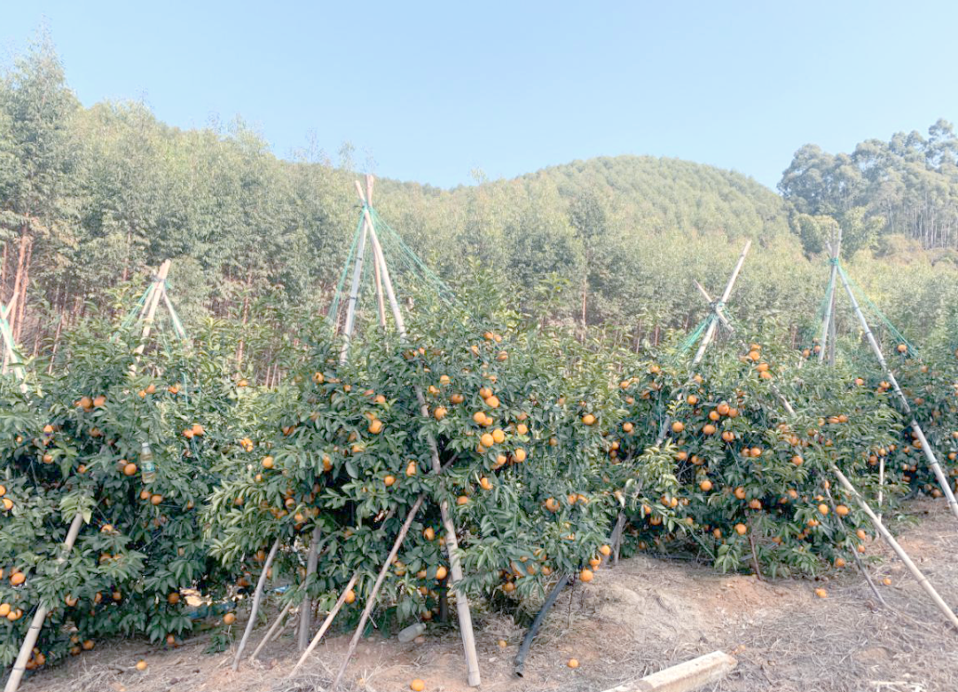 石硫合剂清园效果与缺点分析