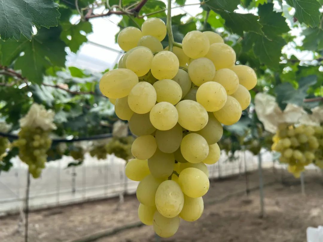 晚熟马陆葡萄上市!"白罗莎""罗兰玫瑰"错过再等一年