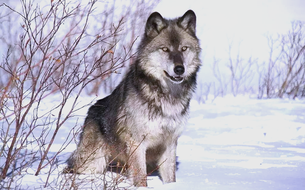 狼与牛的对比:北美灰狼的体型与力量解析