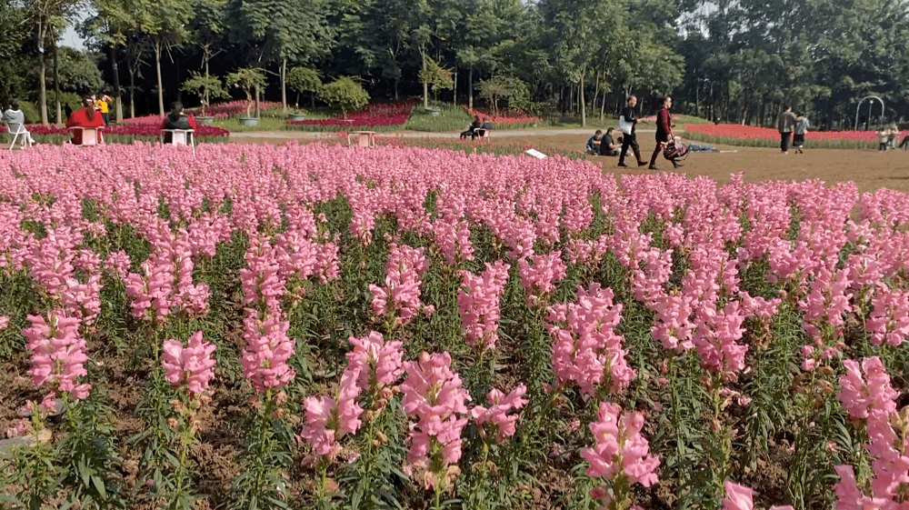 重庆轻轨直达,20万株金鱼草花海,周末赏花1日游好去处
