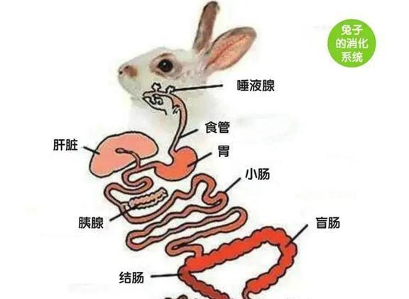 兔子的多元化饮食:从胡萝卜到肠胃问题应对策略