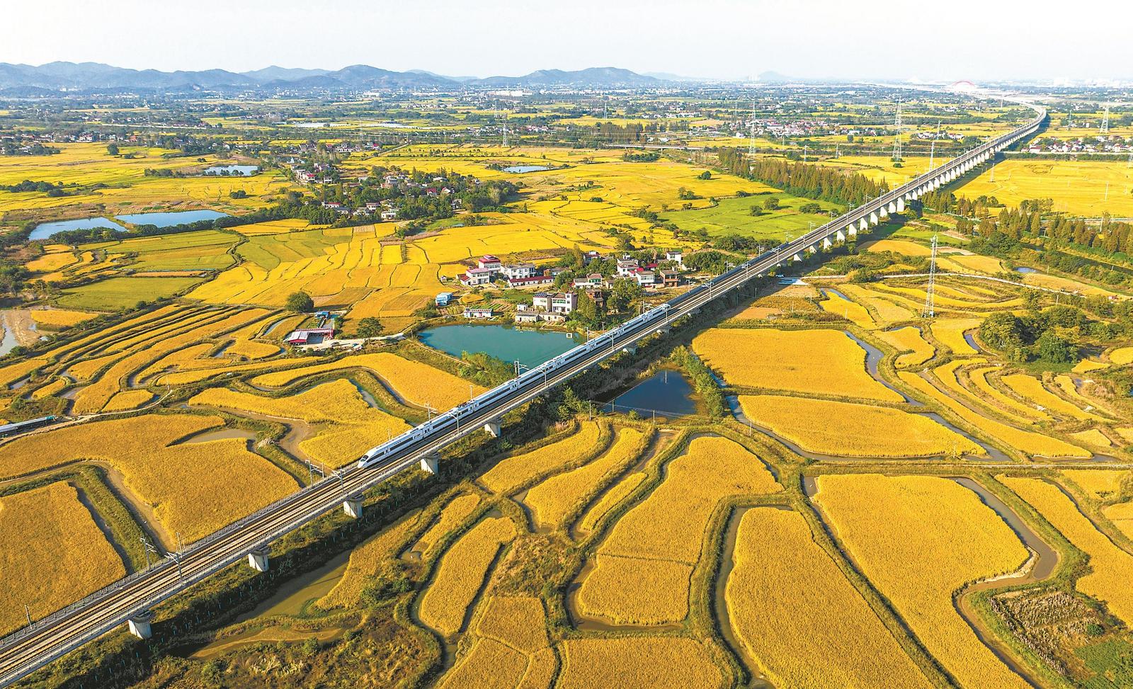 庐江县柯坦镇枣岗村:丰景喜人