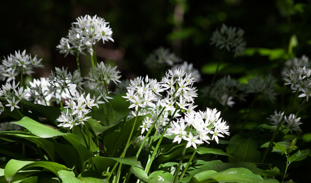 每日一花:野蒜:铃阁宴盘留薤白