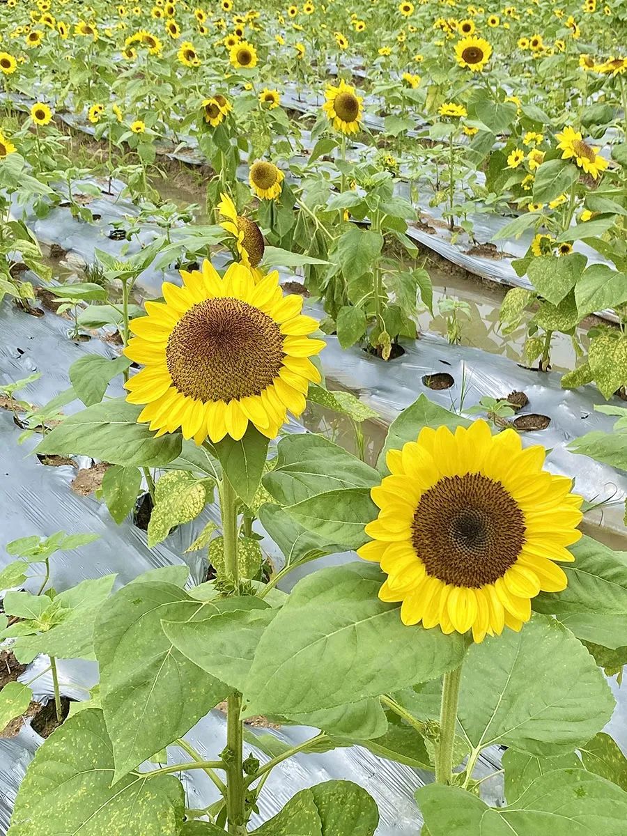 开平向日葵花海来啦!好多人去打卡