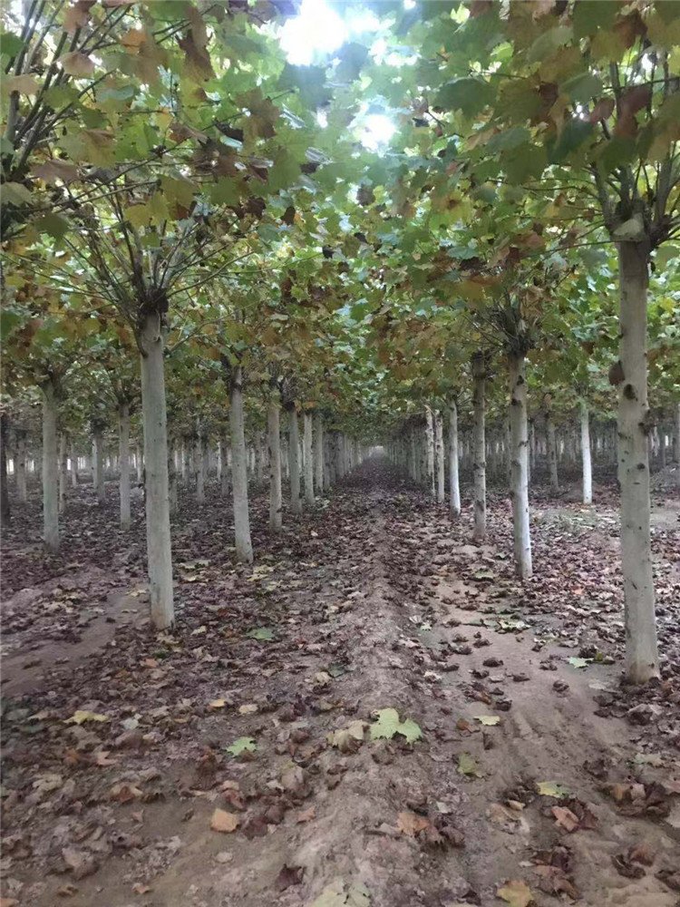 法桐种植基地