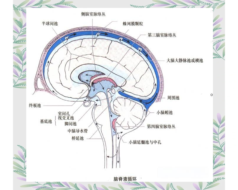 从产生到循环:脑脊液的作用与影响全解析