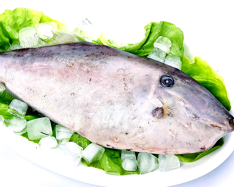 马面鱼:营养丰富的美食佳品,你不可错过!