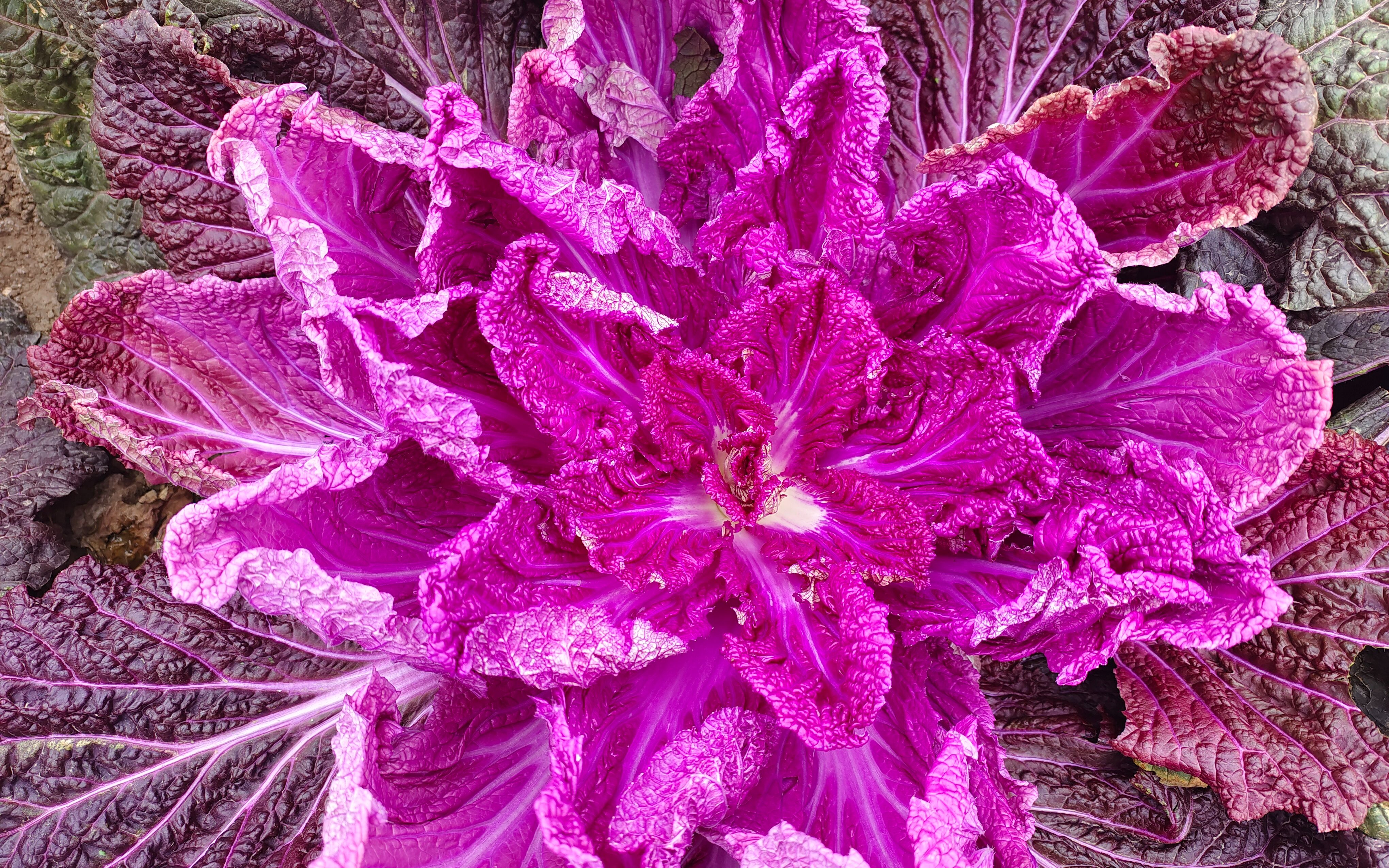 "中国大白菜之乡"河北玉田紫色白菜即将上市