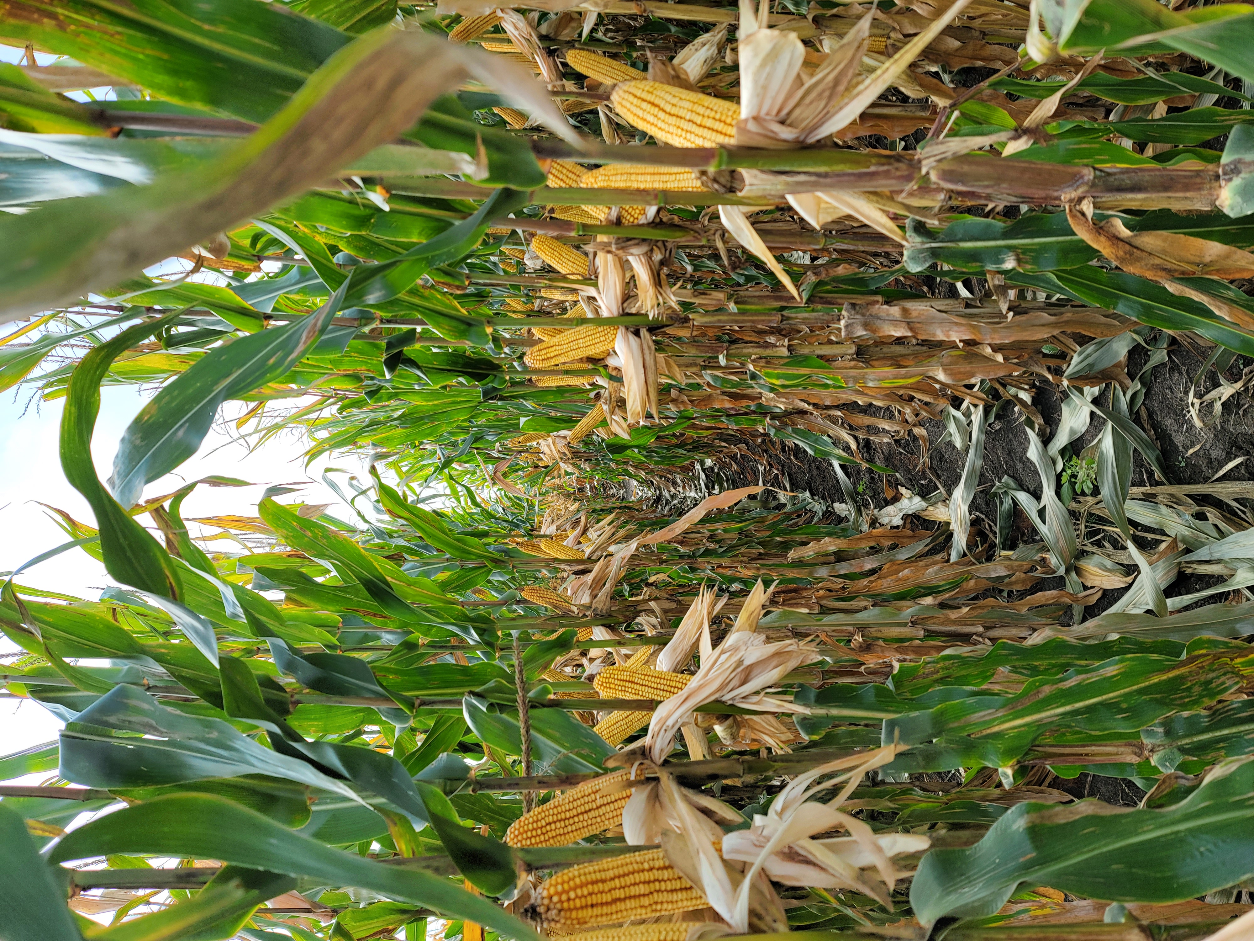 黑龙江粮食生产实现"二十连丰"!