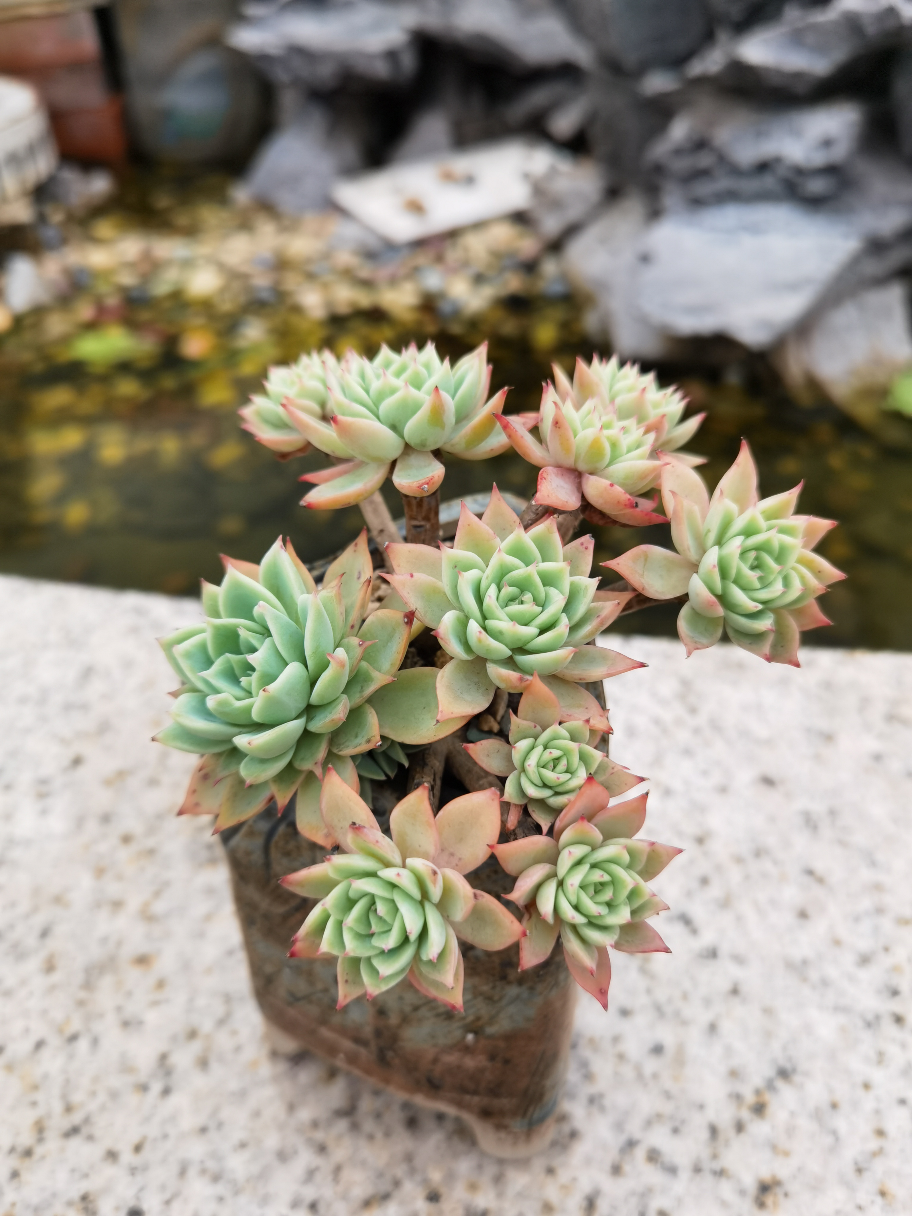 为什么喜欢养多肉?因为难舍这份宁静与快乐