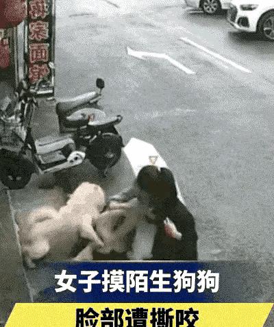 松狮犬咬人事件后续:受害者索要800万,主人给狗执行死刑惹争议