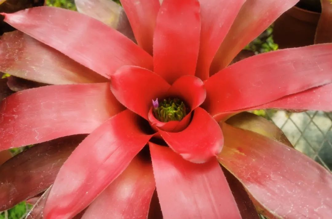 云赏花丨最灿烂的凤梨——彩叶凤梨属