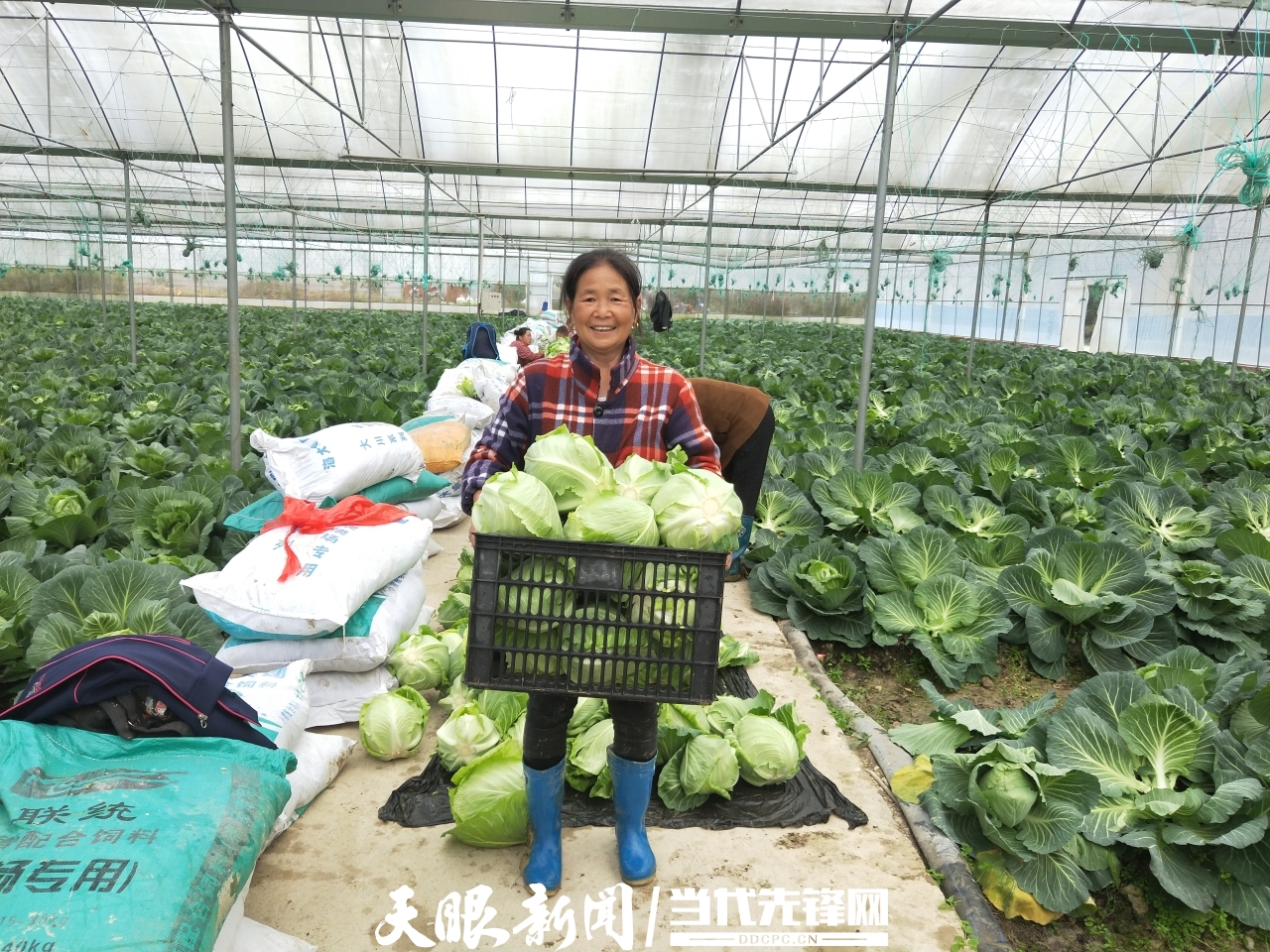 铜仁市万山区:"流星包菜"喜获丰收