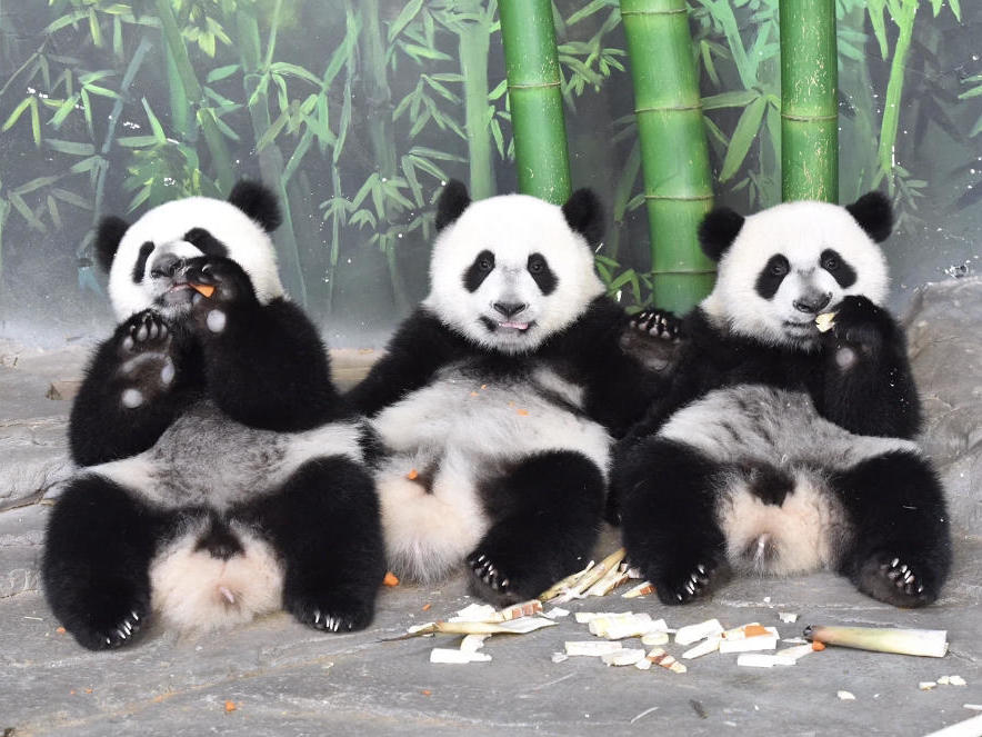 粤式龙舟,美味蛋糕,巡游小火车 广州长隆"萌帅酷"三胞胎熊猫庆生仪式