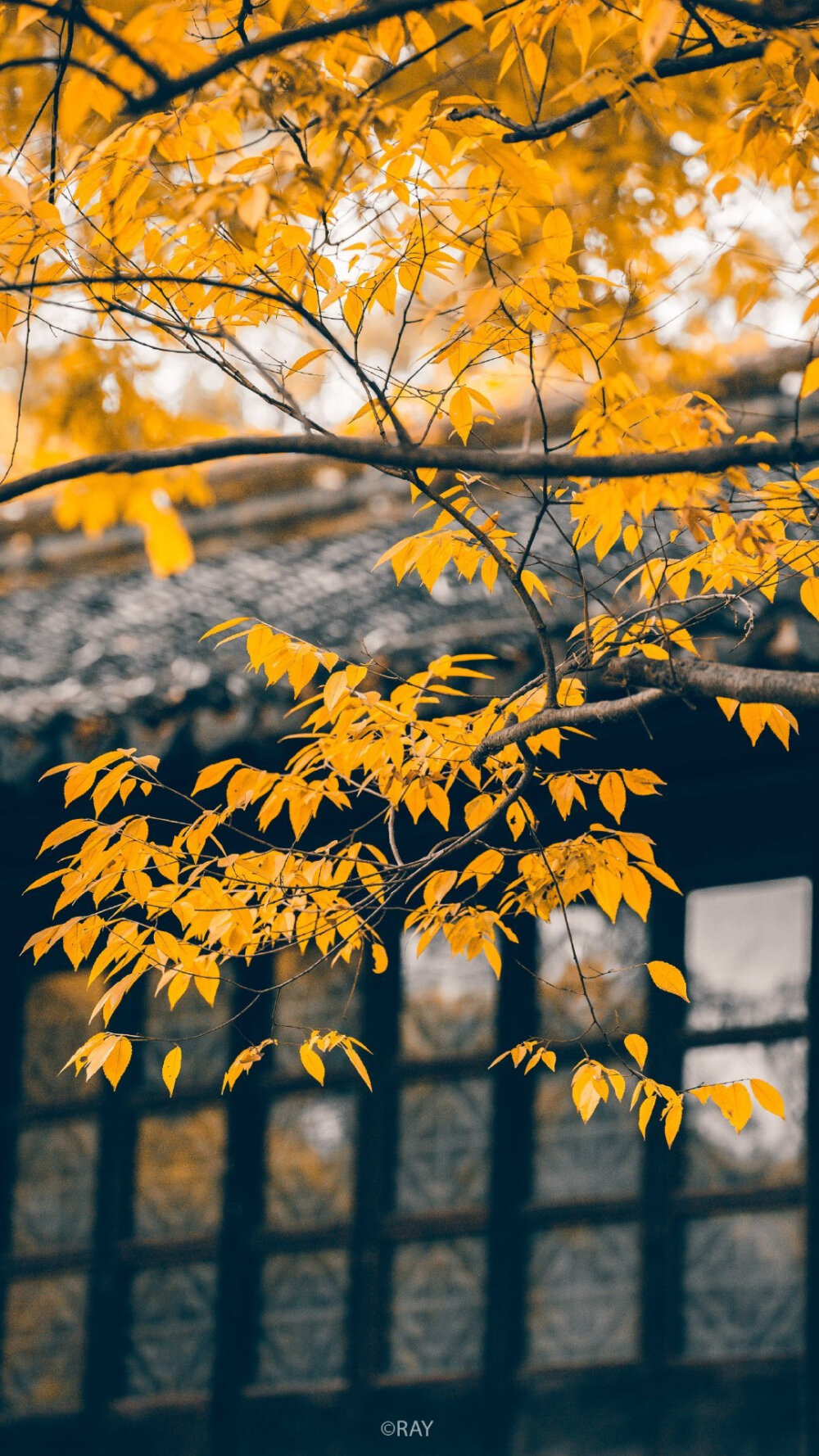 即兴诗一首 《七律·秋日有思》