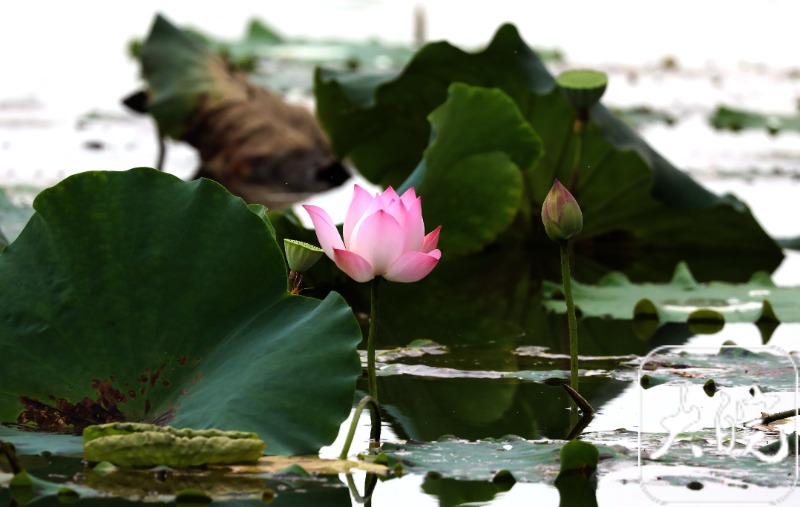 雨后秋荷,别有韵味(组图)