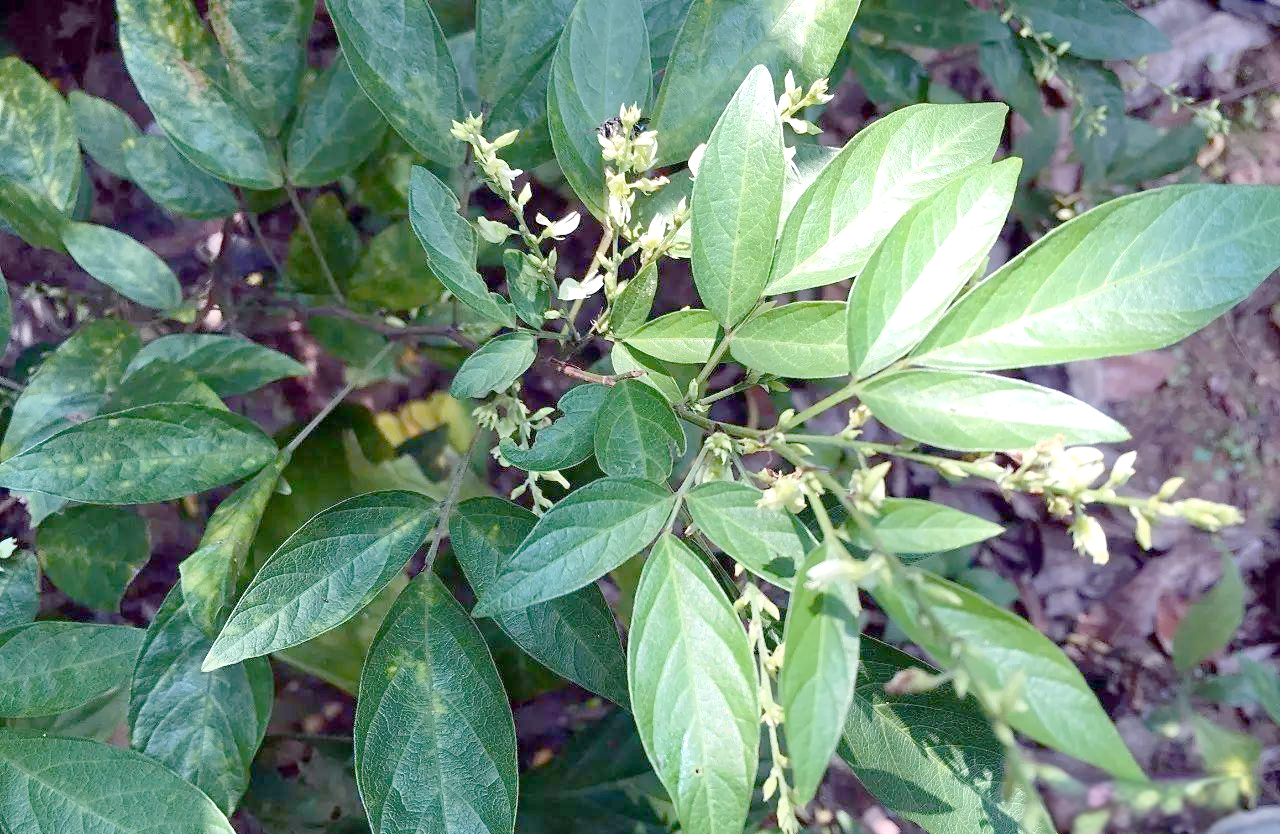 小槐花:从外观到功效,全面了解这不起眼的中草药