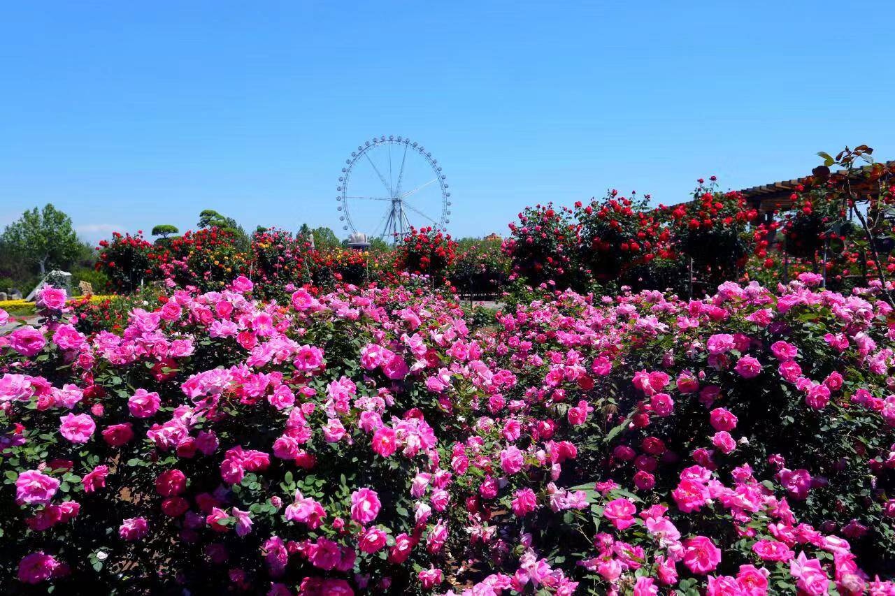 石家莊植物園20萬株月季花開成海,美爆初夏