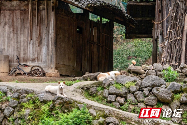 青山环绕古朴宁静,在湘西永顺竟藏着一个如此美丽的小山村