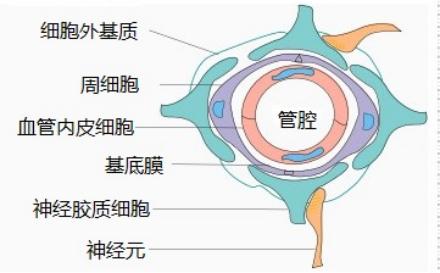 从神经血管单元概念出发,探索未来缺血性卒中治疗新方向