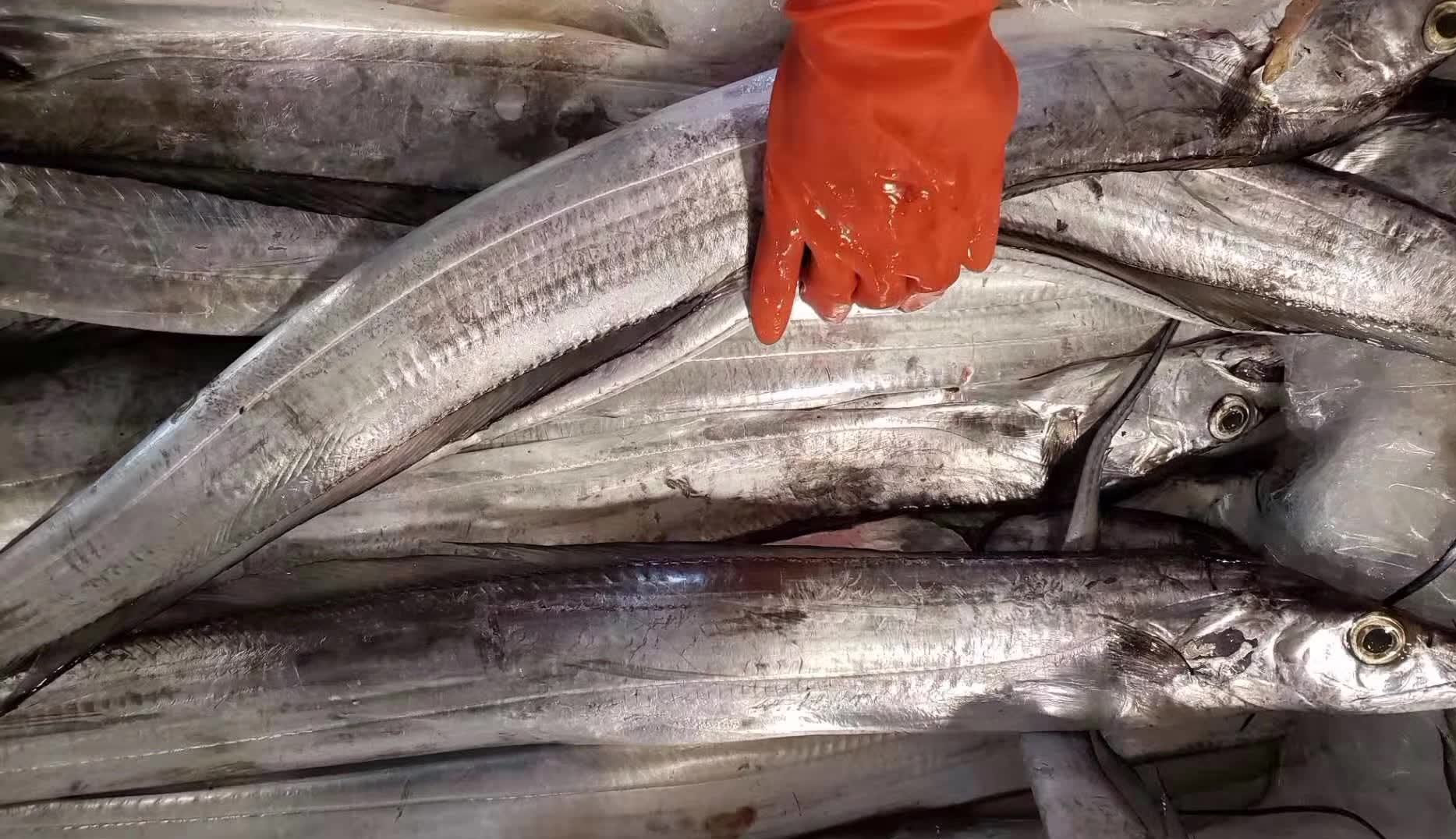 带鱼- 热门商品专区