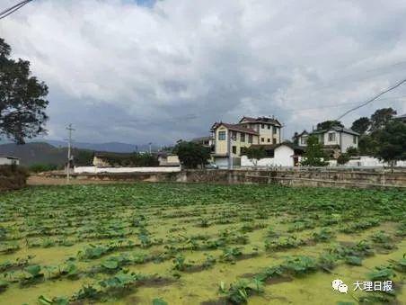 永平县杉阳镇爱国卫生7个专项行动持续推进美丽乡村画中来