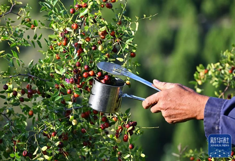 河北丰润:发展中草药种植 助力乡村振兴
