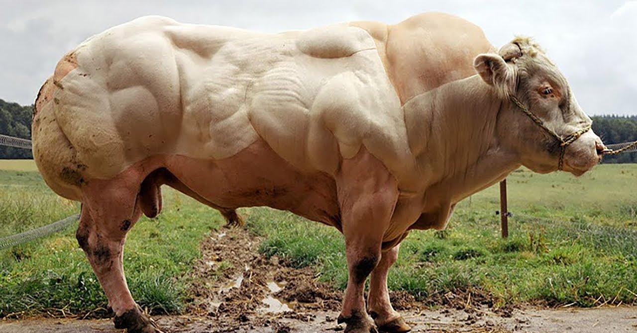 为了吃它的瘦肉,人类干预自然选择,比利时蓝牛日增3斤痛苦不堪