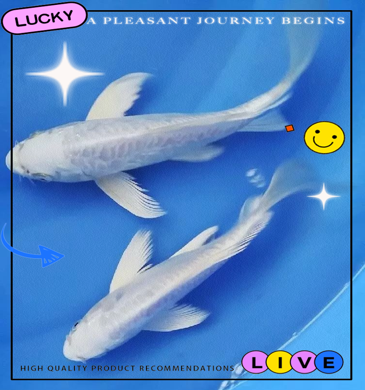 多种龙凤锦鲤,飘逸霸气,为生活增添龙凤呈祥,富贵安泰的景象!