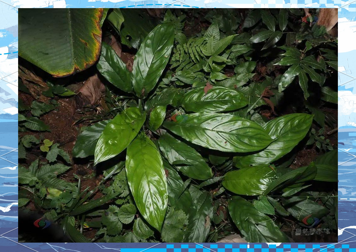 老虎须,这一中药名,隶属于萝藦科娃儿藤属,其生长环境主要分布在海边