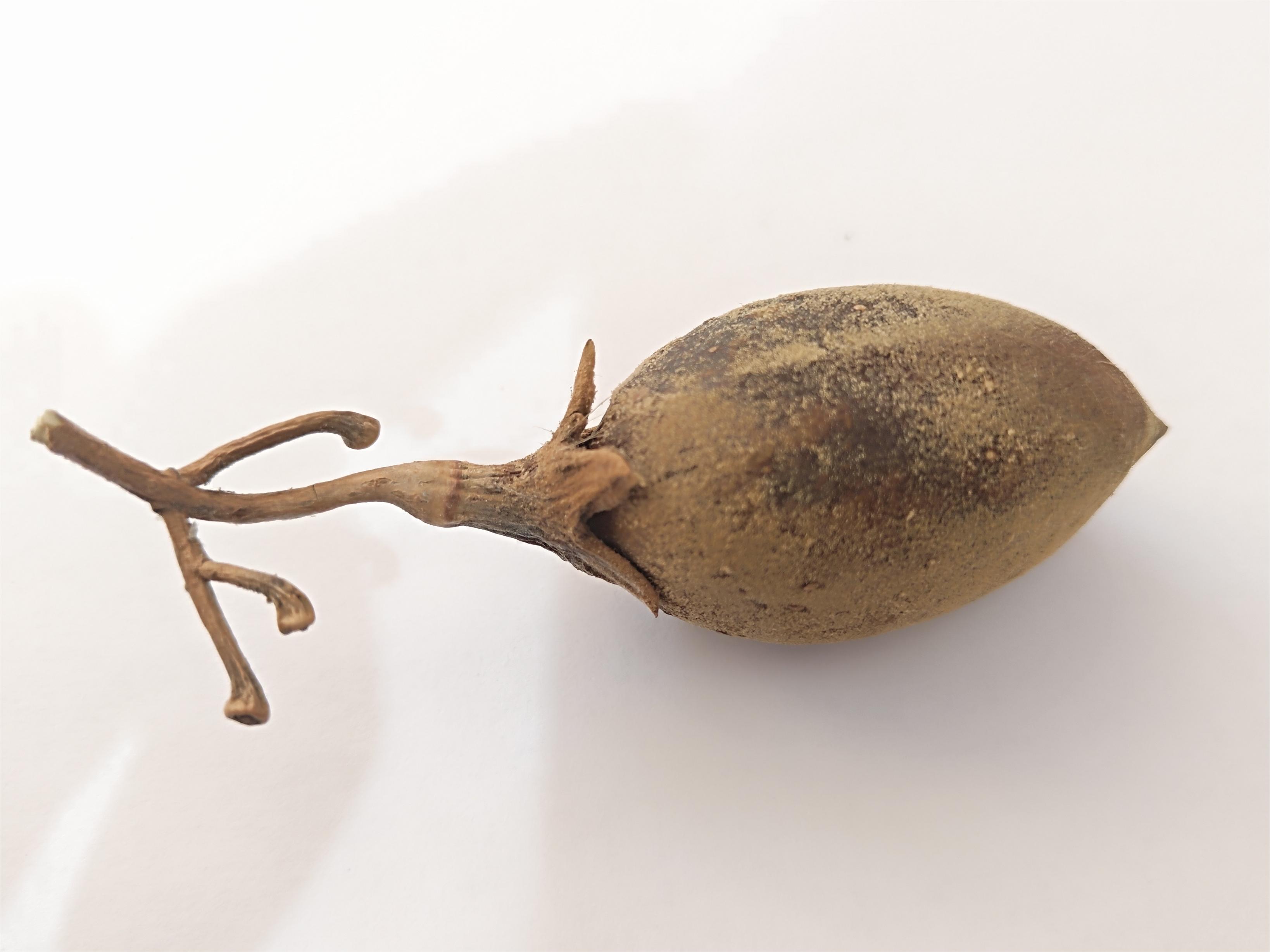 从一颗毛泡桐的果实你能看到些什么?小身体竟蕴含着大秘密!